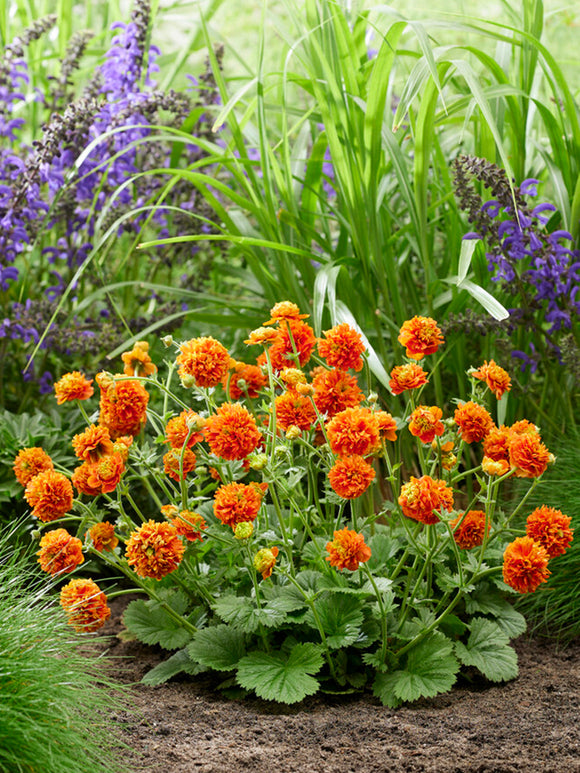 Nejlikrot 'Orange Pumpkin' (Geum) Barrot