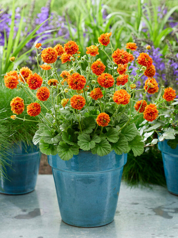 Nejlikrot 'Orange Pumpkin' (Geum)