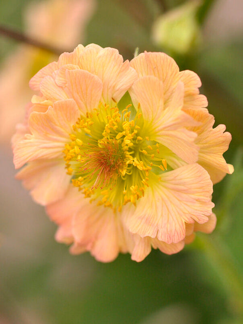 Nejlikrot 'Totally Tangerine' (Geum) Barrot