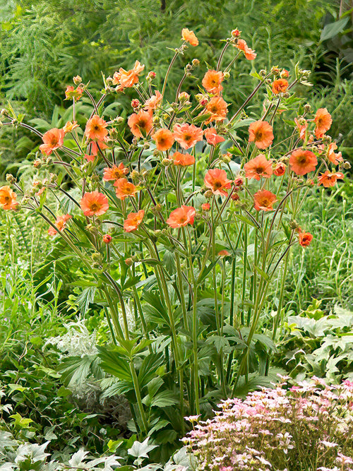 Nejlikrot 'Totally Tangerine' (Geum)