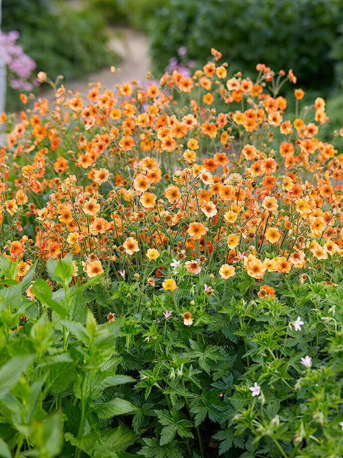 Nejlikrot 'Totally Tangerine' (Geum)