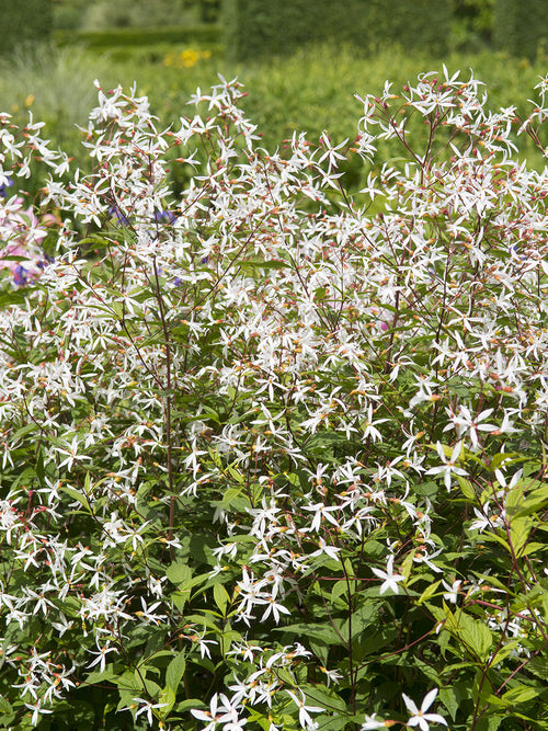 Gillenia trifoliata (Bowman's root) Bare roots plants