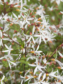 Gillenia trifoliata (Trebladsspira)