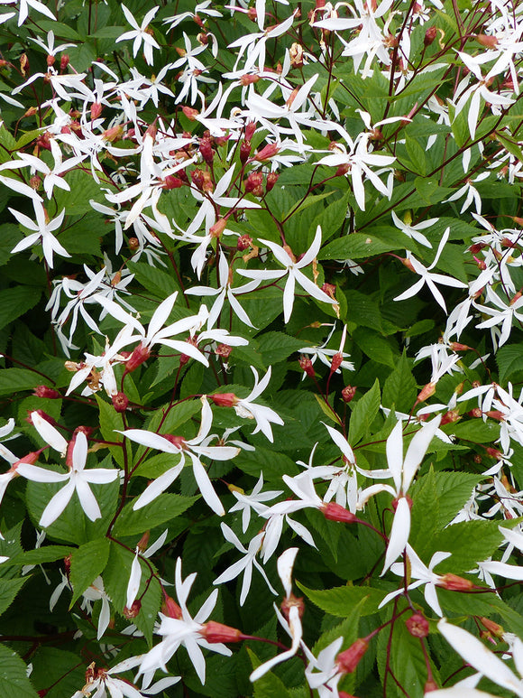 Gillenia trifoliata (Bowman's root) Plants