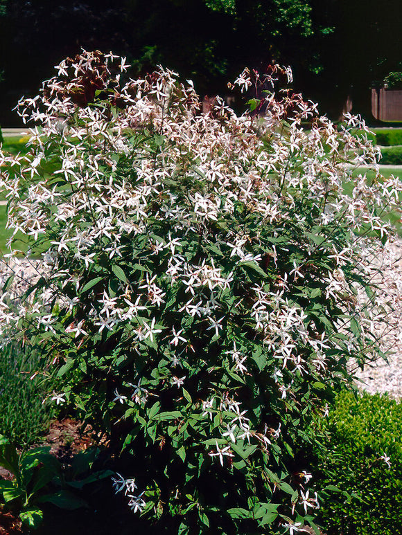 Bare Root Plants Gillenia trifoliata (Bowman's root)