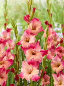 Gladiolus 'Apricot Bubblegum' (Sabellilja)