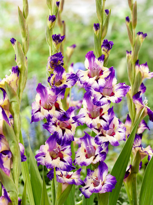 Gladiolus 'Circus Color' (Sabellilja)