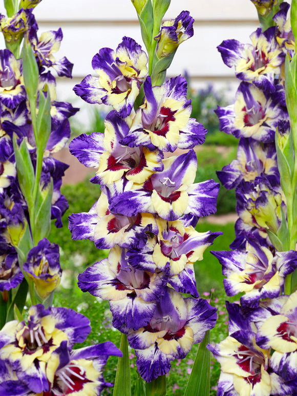 Gladiolus 'Circus Color' (Sabellilja)