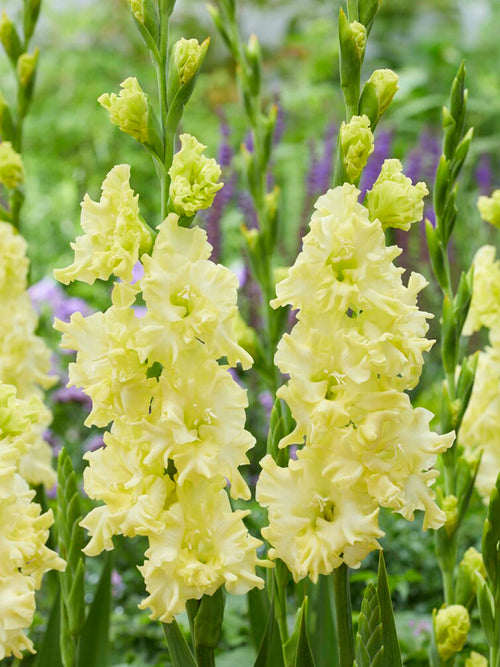 Gladiolus 'Lemon Ruffle' (Sabellilja)