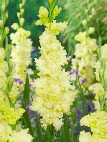 Gladiolus 'Lemon Ruffle' (Sabellilja)