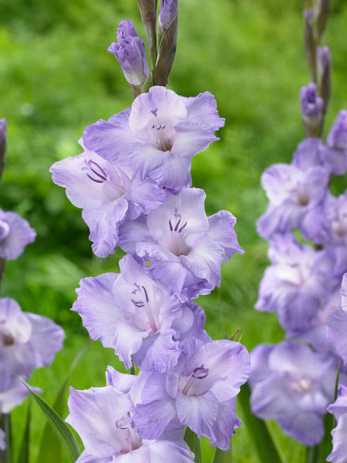 Gladiolus 'Milka' (Sabellilja)