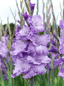 Gladiolus 'Milka' (Sabellilja)