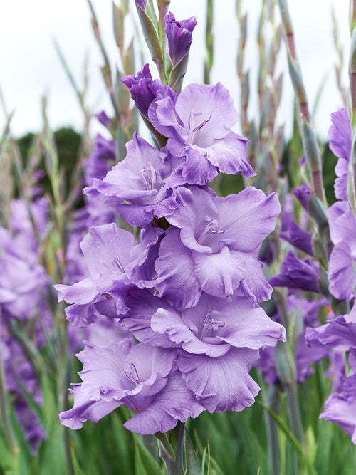 Gladiolus 'Milka' (Sabellilja)