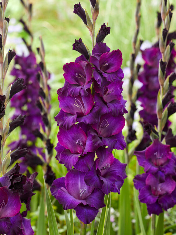 Gladiolus 'Mombasa' (Sabellilja)