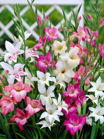 Gladiolus Nanus Mixed (Sabellilja)