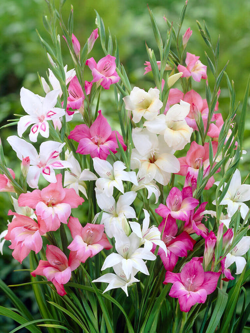 Gladiolus Nanus Mixed (Sabellilja)