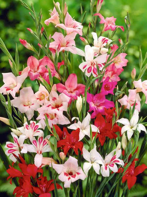  Gladiolus Nanus Mixed Bulbs