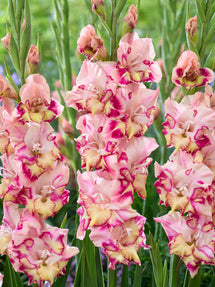 Gladiolus 'Quepo' (Sabellilja)