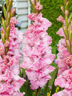 Gladiolus Soft Innocence