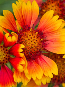 Helenium Mardi Gras (Solbrud)