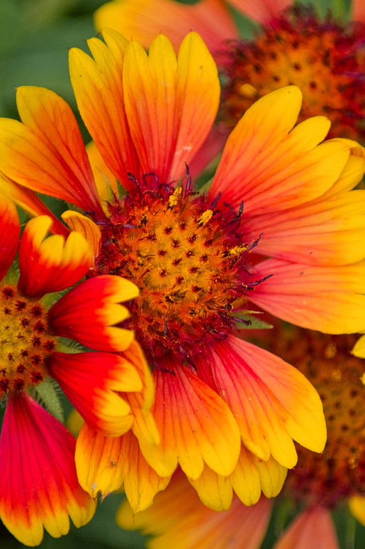 Helenium 'Mardi Gras' (Solbrud) Barrot