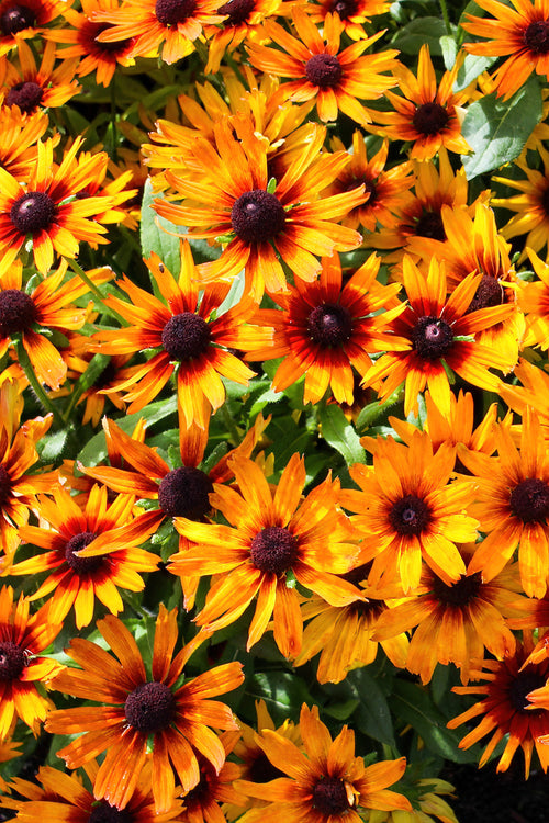 Helenium 'Mardi Gras' (Solbrud)