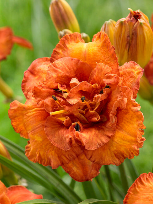 Daglilja 'Awesome Luck' (Hemerocallis)