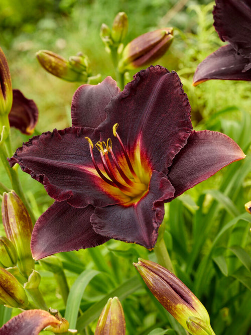 Daglilja 'Black Stockings' (Hemerocallis)