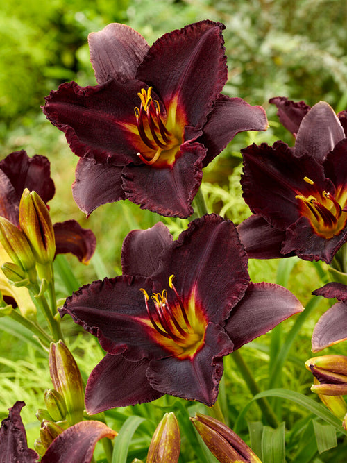 Daglilja 'Black Stockings' (Hemerocallis) Barrot