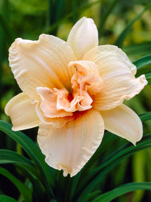 Daglilja 'Double Dream' (Hemerocallis)