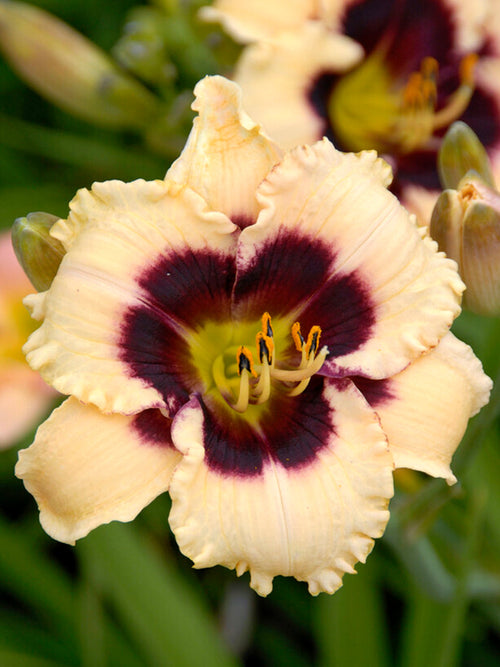 Daglilja 'Piano Man' (Hemerocallis)