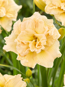 Daglilja 'Schnickel Fritz' (Hemerocallis)