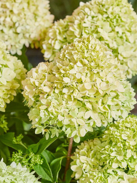 Hortensia Bee Happy - Köp hortensior 