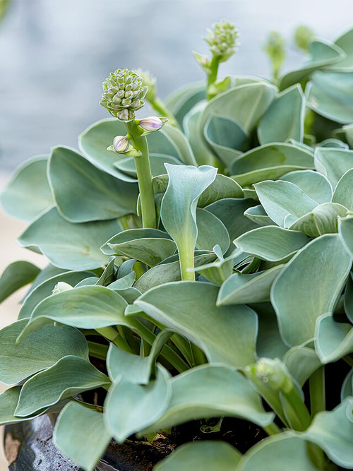 Köp Funkia 'Blue Mouse Ears' från DutchGrown™ och få barrotsplantor av högsta kvalitet!