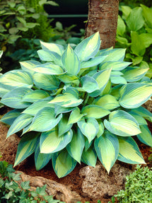 Funkia 'June' (Hosta)