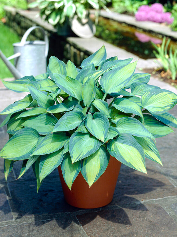 Hosta 'June' (Funkia) SE