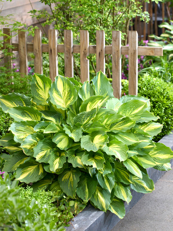 Funkia 'Lakeside Paisley Print' (Hosta)