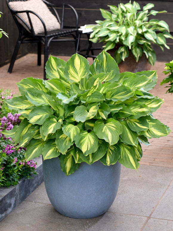 Funkia 'Lakeside Paisley Print' (Hosta)