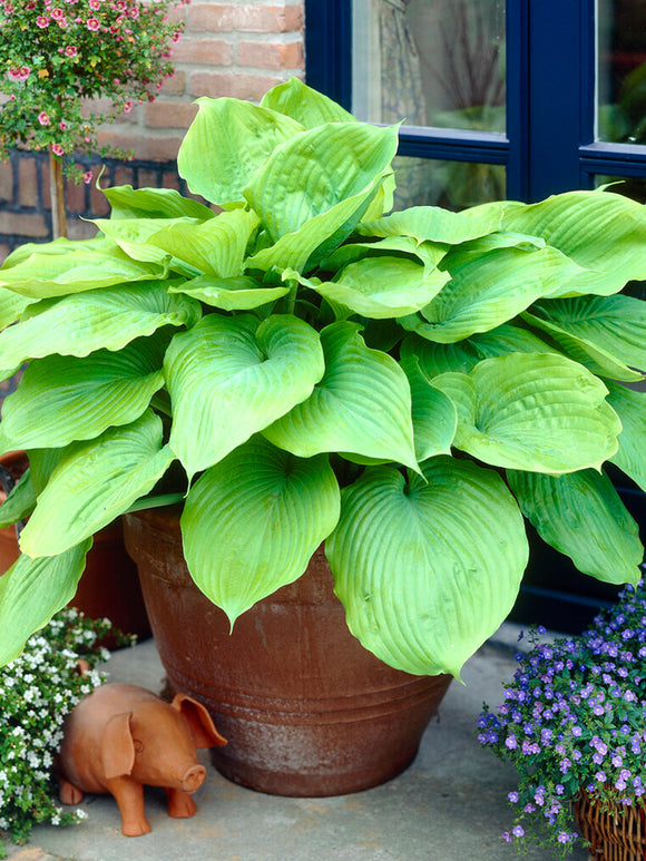 Funkia 'Sum and Substance' (Hosta)