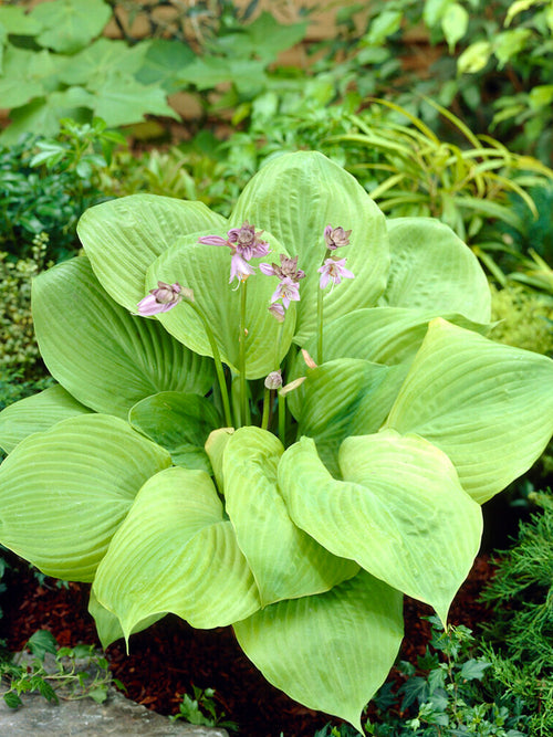 Funkia 'Sum and Substance' (Hosta)