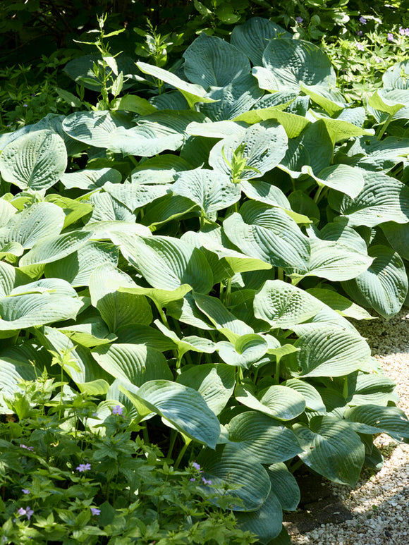 Funkia 'Sum and Substance' (Hosta)