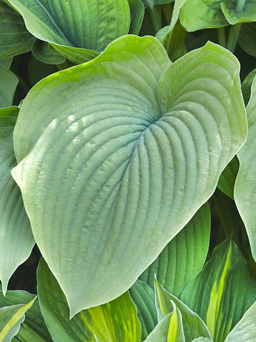 Funkia 'T-Rex' (Hosta)