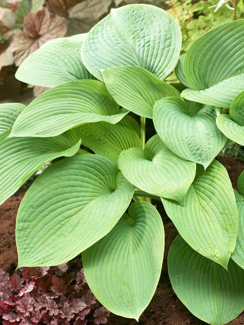 Funkia 'T-Rex' (Hosta)