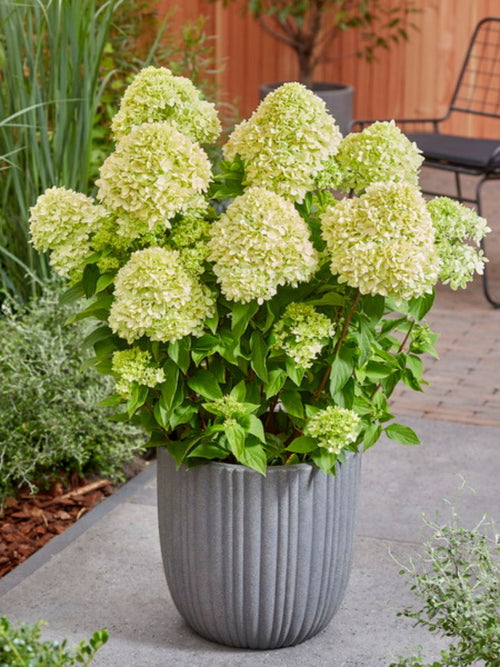 Hortensia Bee Happy (Hydrangea) – Köp häck online