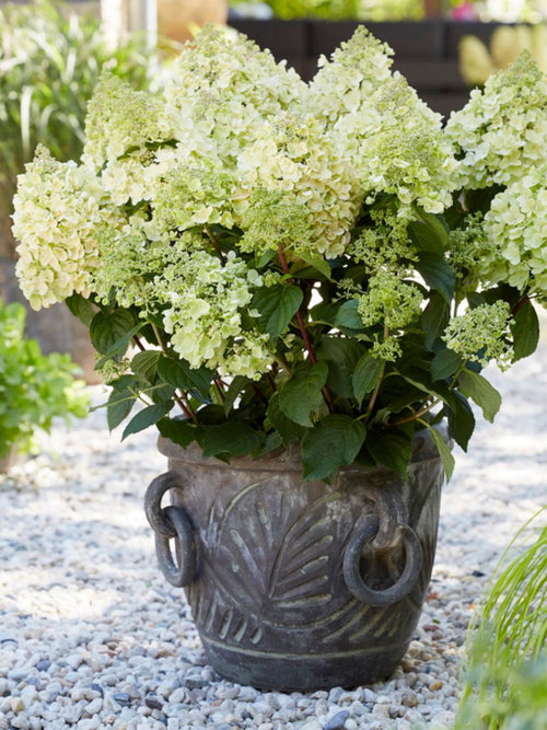 Hortensia Bee Happy - Köp hortensior 