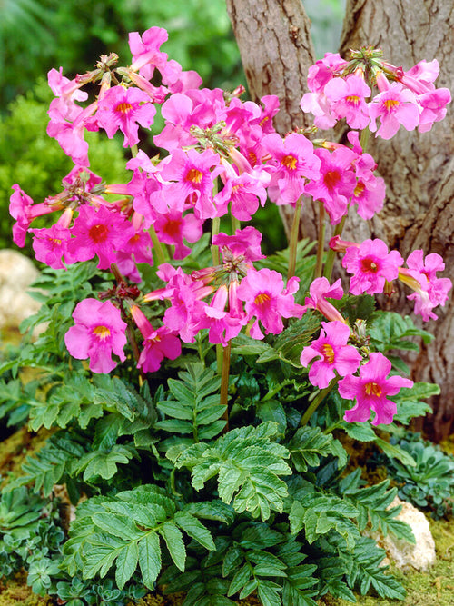 Incarvillea Delavayi (Trädgårdsgloxinia)