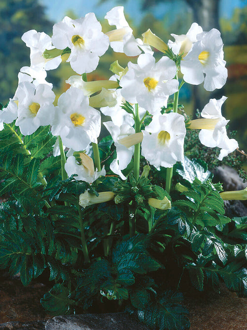 Incarvillea Delavayi 'Snowtop' (Trädgårdsgloxinia)