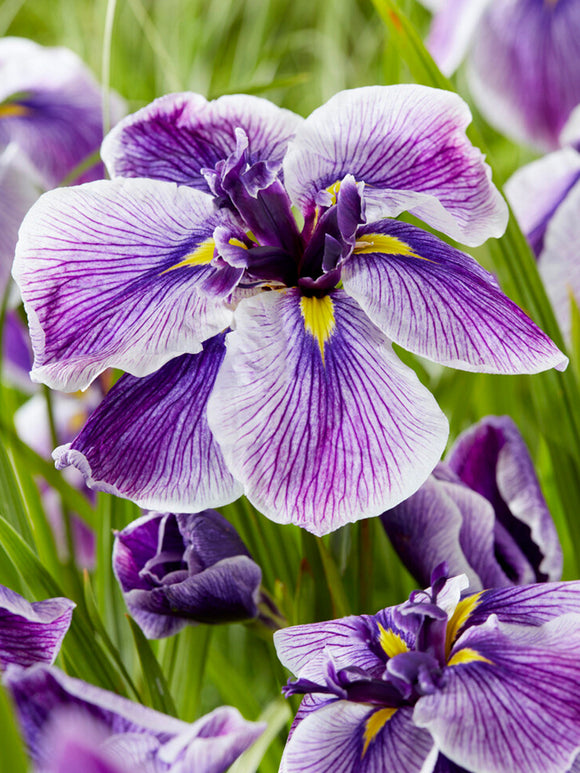 Japansk Iris 'Dinner Plate Sundae'