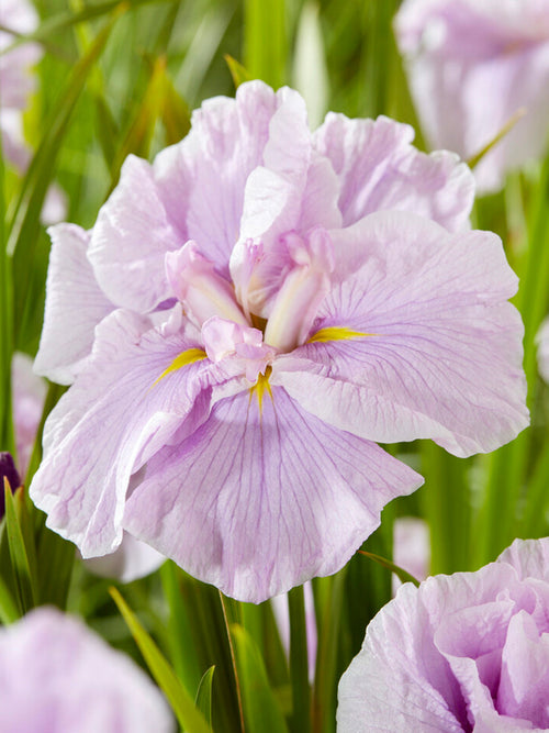 Japanese Iris Tub Tim Grob