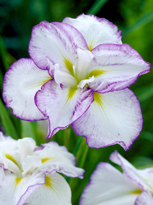 Japansk Iris 'Light and Dawn'